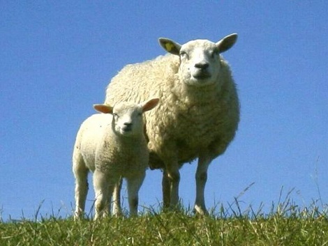Dekbed wol,Schapen, holland,schapenwol,lammetje in de wij,wolland,texel,lamsvlees,schapenvlees,dekbed,pure natuur,slaapkenner theo bot